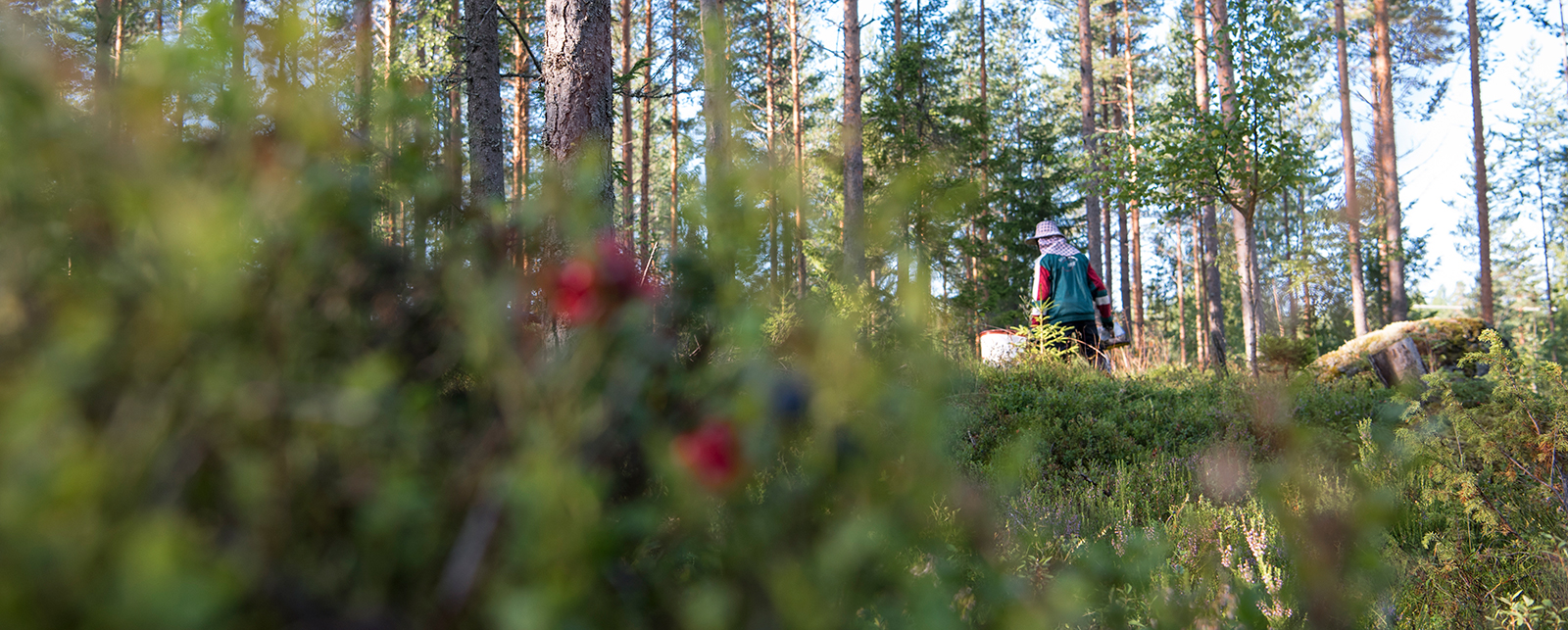 Pakkasmarjan vastuullisuustyö jatkuu entistä tehokkaammin